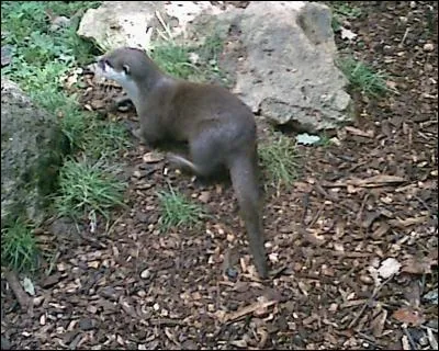 Quel est cet animal ?