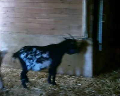 Quel est cet animal ?