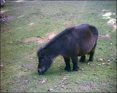 Quel est cet animal ?