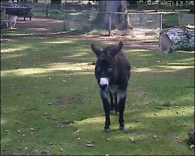 Quel est cet animal ?