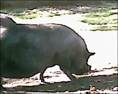 Quel est cet animal ?