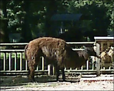 Quel est cet animal ?