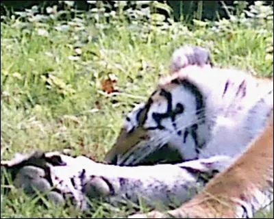 Quel est cet animal ?