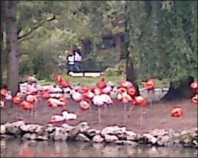 Quel est cet animal ?