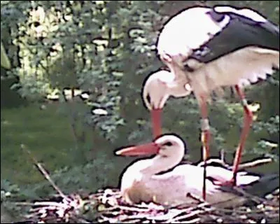 Quel est cet animal ?