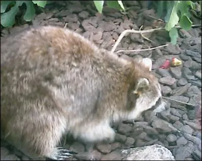 Quel est cet animal ?