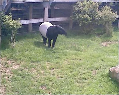 Quel est cet animal ?