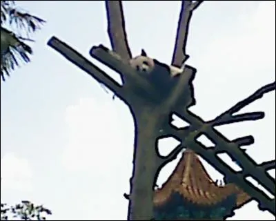 Quel est cet animal ?