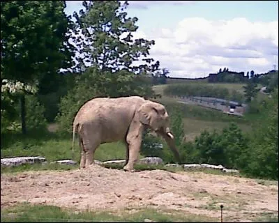 Quel est cet animal ?