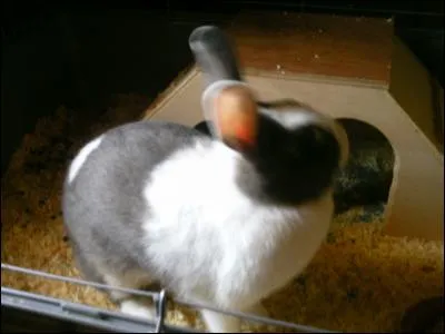 Quel est cet animal ?