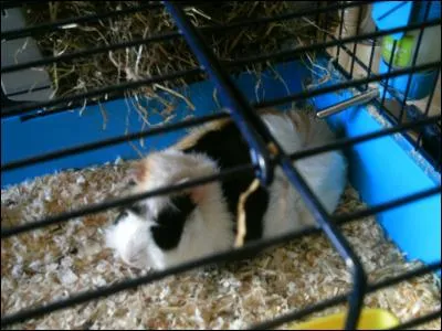 Quel est cet animal ?