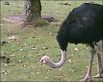 Quel est cet animal ?