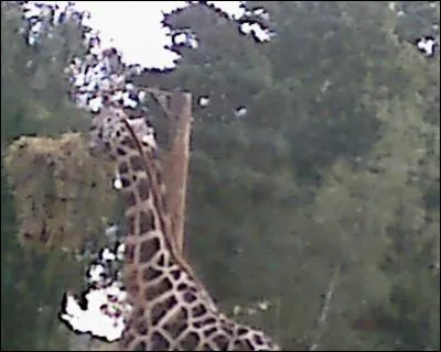 Quel est cet animal ?