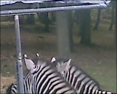 Quel est cet animal ?