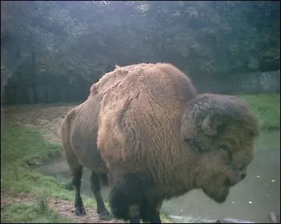 Quel est cet animal ?