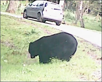 Quel est cet animal ?