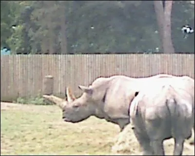 Quel est cet animal ?