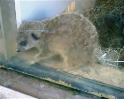 Quel est cet animal ?