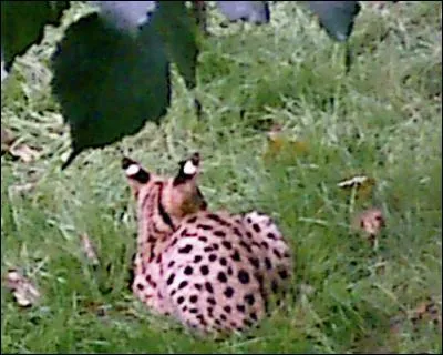 Quel est cet animal ?