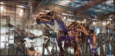 Dans quel pays se trouve la mine de Bernissart où on a découvert une trentaine de fossiles d'iguanodon ?