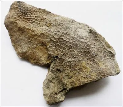 Quelle famille de dinosaures végétariens nous a laissé plusieurs spécimens momifiés (peau et organes fossilisés) ?