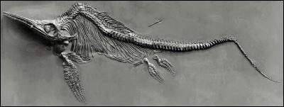 Pourquoi la queue des ichtyosaures semble-t-elle brisée à leur extrémité ?