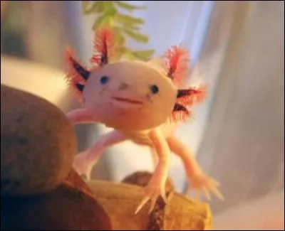 Ce petit animal qui semble ici sorti d'un dessin animé a une si bonne tête souriante qu'elle en paraît humaine. Dans quel environnement vit-il, ce souriant axolotl ?