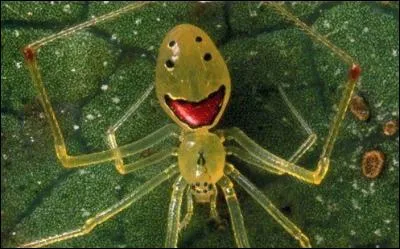 Cette araignée souriante est extraordinaire. Elle se nomme theridion grallator, et pour la rencontrer, il va falloir prendre l'avion, qu'on soit en Europe, en Afrique ou au Canada, car elle vit en un lieu paradisiaque lointain qui donne envie de sourire. Lequel ?