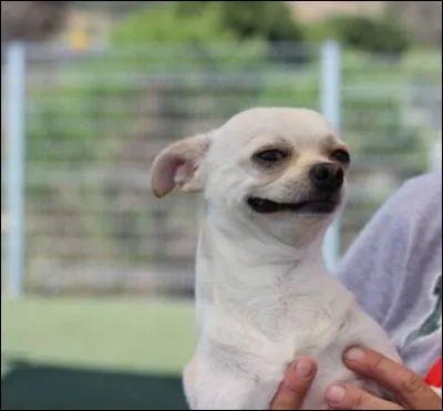 Oh la bonne tête que voilà ! Est-il très heureux ou, avec ce sourire un peu matois, est-il ravi de la farce qu'il est en train d'imaginer ? Il est aussi expressif qu'un célèbre petit chien de cinéma, habillé de noir et prénommé Frank, qu'on voit dans le film ?