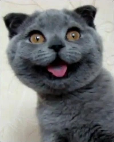 N'est-il pas adorable avec son air ravi et son bon sourire, ce joli minet ? Sa belle fourrure et la forme bien ronde de sa petite tête vous aideront à deviner sa race, qui est ?