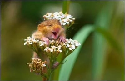 Quel irrésistible sourire ! Ce minuscule rongeur rose et feu qui s'éclate littéralement dans les fleurs est un(e) ?