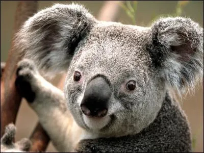 Cet animal a déjà une tête bien sympathique et bien douce, alors s'il sourit, il devient craquant. La particularité du koala, qu'il partage avec les primates, est qu'il... ?