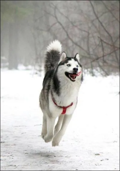 Quelle belle photo et quelle joie de vivre chez ce superbe chien qui semble sourire dans la neige ! Vers qui pourrait-il ainsi courir, au vu du contexte ?