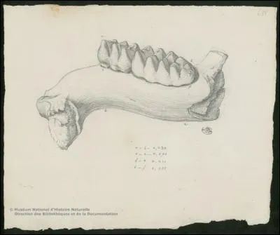 Quelles sont les premières espèces qui ont permis à Cuvier d'imaginer le concept d'extinction des espèces ?