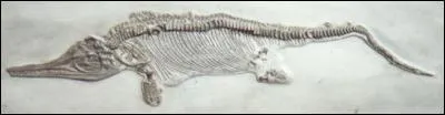 Voici ses 3 plus beaux fossiles, sauriez-vous reconnaître les noms des animaux à qui ils ont appartenu ?
