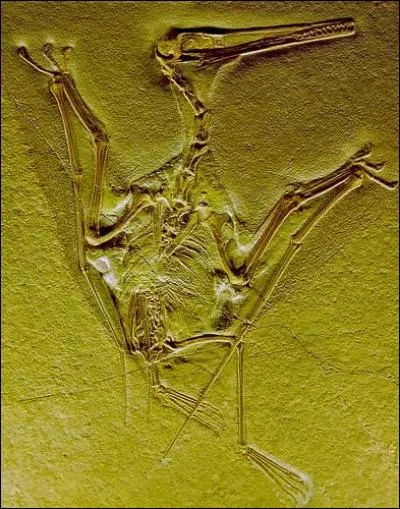 Celui-ci était un reptile volant. Le ...