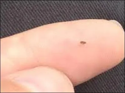 Par qui se font manger ces minuscules puces ?