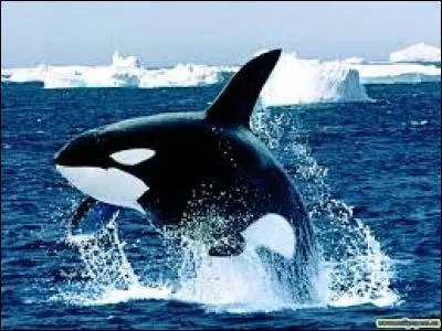 Quel est cet animal bondissant de l'eau ?