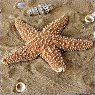 On va encha&icirc;ner avec les invert&eacute;br&eacute;s, plus pr&eacute;cis&eacute;ment avec l'&eacute;toile de mer, &agrave; quelle famille appartient-elle ?