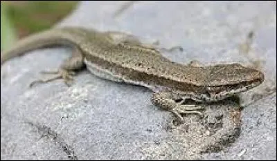 Savez-vous pourquoi le l&eacute;zard reste souvent au soleil ?