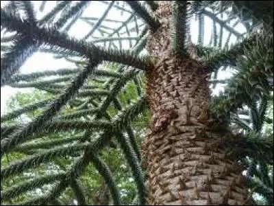 Comment s'appelle cet arbre au tronc épineux ?