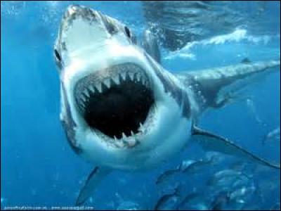 Le requin blanc a-t-il une rangée de dents ou deux rangées ?