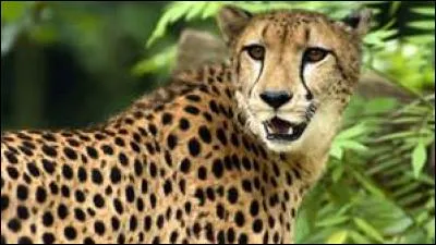 Le guépard peut atteindre combien de kilomètres/heure ?