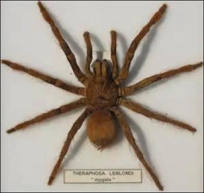 Quelle est l'araignée la plus venimeuse au monde ?