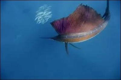 Un voyage au rythme des &eacute;volutions de ce magnifique vaisseau des eaux peu profondes.