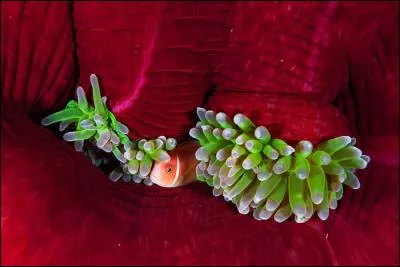 Confortablement install&eacute; dans une an&eacute;mone de mer, qui se joue de nous ?