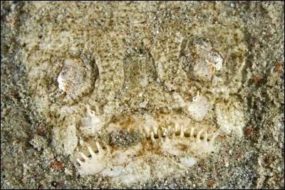 Franchement pas tr&egrave;s attirant, quel est ce spectaculaire masque ayant les yeux au-dessus de la t&ecirc;te ?