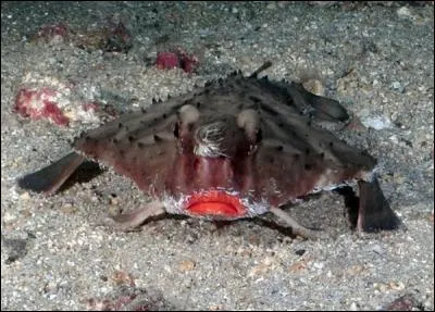 Qui est ainsi joliment maquill&eacute; pour draguer les fonds sableux ?