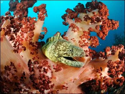 Ici, un sp&eacute;cimen carnivore qui chasse la nuit et dort le jour.