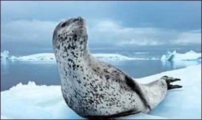On le dit tr&egrave;s f&eacute;roce mais sa pose est fort &eacute;l&eacute;gante dans une livr&eacute;e des plus chics.